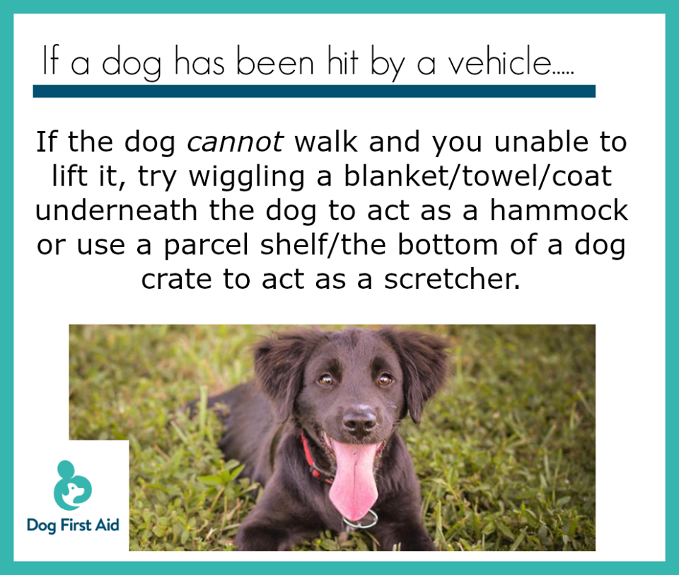 Rspca Dog Training Regulations Rspca Dog Training Regulations